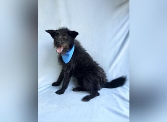 Birs - Fröhlicher Kuschelhund, der seine zweite Chance so sehr verdient hat!