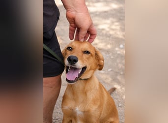 Ayla - Lebesnfrohes Hundemädchen sucht ihr Für-immer-Körbchen
