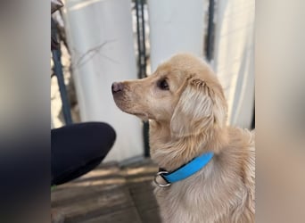 Alfi - Goldiger Rüde sucht sein Für-immer-Zuhause