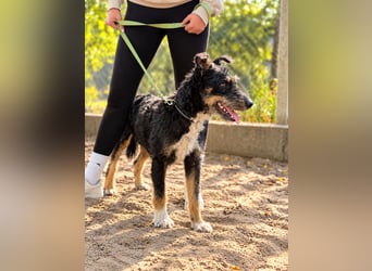 Merlin - Junger Hundebub sucht ein tolles Zuhause!