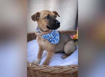 Villi - Junger Mischlingsrüde sucht seine Familie