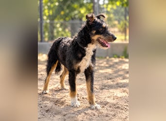 Merlin - Junger Hundebub sucht ein tolles Zuhause!