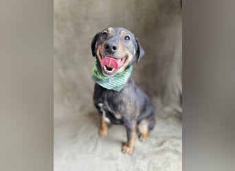 Kurby - Lebensfroher Rüde sucht aktive Menschen!