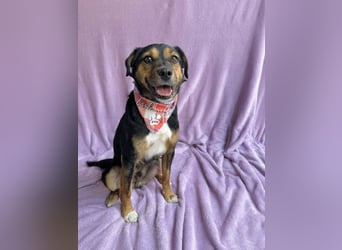 Gareth - Treuer Herzenshund sucht sein Für-immer-Zuhause *bald in 71711 Murr*