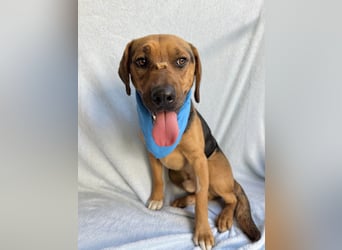 Ash - Sensibler Hundejunge sucht verständnisvolles Zuhause!