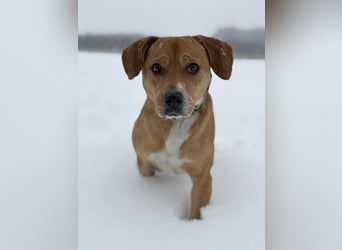 Gemma - Sensible, aktive Hündin sucht liebe Menschen