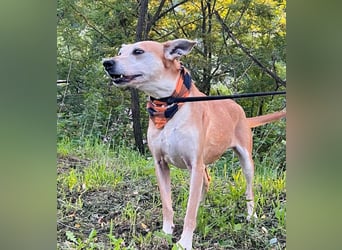 Szotti -Sanfter Rüde auf der Suche nach seinen Menschen