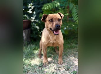 Bandi - Fröhlicher Herzenshund sucht sein Für-immer-Zuhause