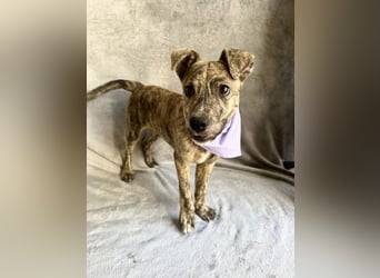 Alpi - Zuckersüßer Hundebub sucht aktive Menschen!