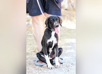 Hazel - Sanftes Welpenmädchen sucht ihr Für-immer-Zuhause