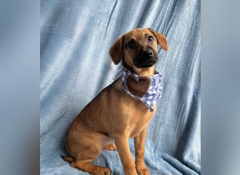 Clementine -Kleine aktive Entdeckerin sucht ihre Familie