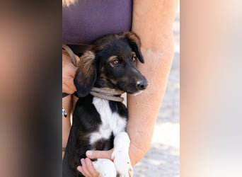 Hazel - Sanftes Welpenmädchen sucht ihr Für-immer-Zuhause