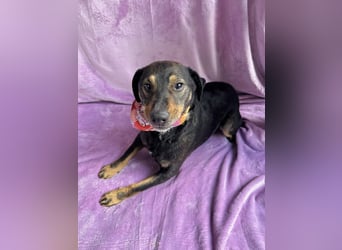 Kurby - Lebensfroher Rüde sucht aktive Menschen!