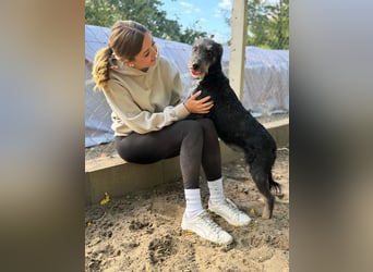 Merlin - Junger Hundebub sucht ein tolles Zuhause!