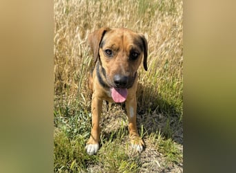 Ash - Sensibler Hundejunge sucht verständnisvolles Zuhause!