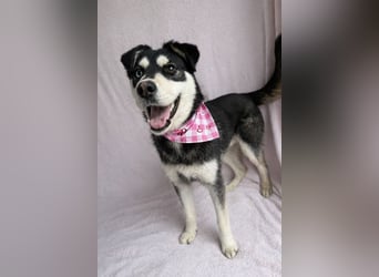 Timur (Trappista) - Menschenbezogener Wirbelwind sucht sein Zuhause