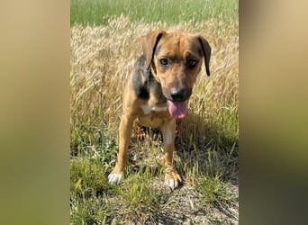 Ash - Sensibler Hundejunge sucht verständnisvolles Zuhause!