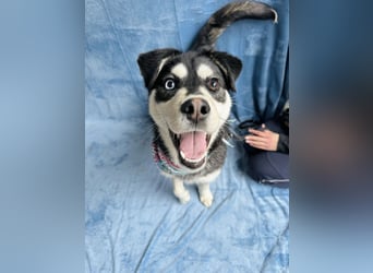 Timur (Trappista) - Menschenbezogener Wirbelwind sucht sein Zuhause