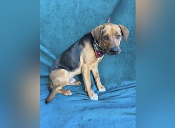 Ash - Sensibler Hundejunge sucht verständnisvolles Zuhause!