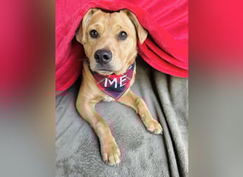 Frisco - Verschmuster Herzenshund sucht sein Glück