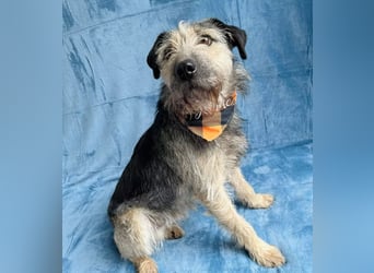 Rafi - Toller Begleiter sucht seine Menschen!