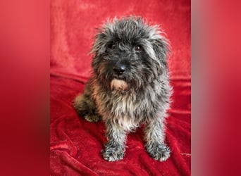 Cody - Sensibler Rüde sucht einfühlsames Zuhause  *bald in 71711 Murr*