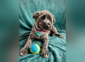 Ella - Sensible Hündin sucht einfühlsames Zuhause