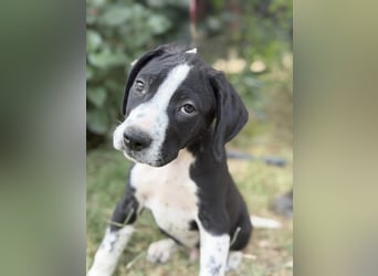 Onyx Fröhlicher kleiner Welpe sucht sein Für-Immer-Zuhause!