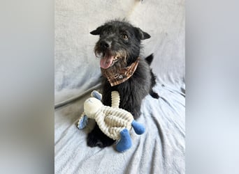 Birs - Fröhlicher Kuschelhund, der seine zweite Chance so sehr verdient hat!