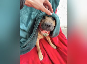 Jeremy - Lebensfroher Sonnenschein auf vier Pfoten sucht sein Zuhause