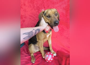 Ash - Sensibler Hundejunge sucht verständnisvolles Zuhause!