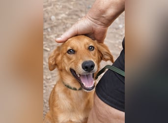Ayla - Lebesnfrohes Hundemädchen sucht ihr Für-immer-Körbchen