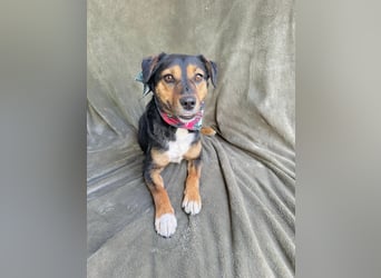 Gareth - Treuer Herzenshund sucht sein Für-immer-Zuhause *bald in 71711 Murr*