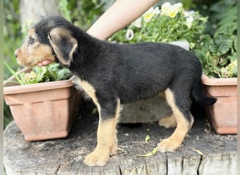 Irma - Bezauberndes Hundemädchen sucht ihr Zuhause!