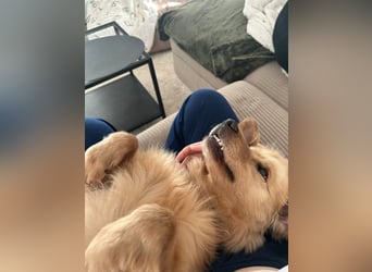 Chopper - selbstbewusster Goldie-Mix sucht seine Familie *in 86685 Huisheim*