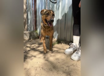 Prometeusz Sensibler Hund sucht Menschen mit Geduld und Herz