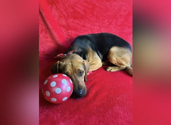 Ash - Sensibler Hundejunge sucht verständnisvolles Zuhause!