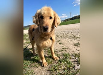 Chopper - selbstbewusster Goldie-Mix sucht seine Familie *in 86685 Huisheim*