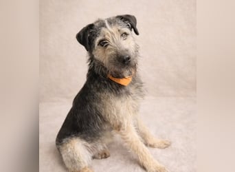 Rafi - Toller Begleiter sucht seine Menschen!