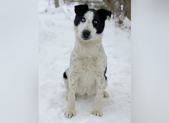 Kripton -Fröhlicher Entdecker mit großem Herz!