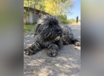 Ella - Sensible Hündin sucht einfühlsames Zuhause