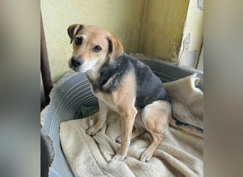 Linda- Sanfte Seele auf vier Pfoten