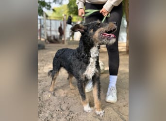 Merlin - Junger Hundebub sucht ein tolles Zuhause!