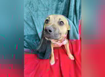 Jeremy - Lebensfroher Sonnenschein auf vier Pfoten sucht sein Zuhause