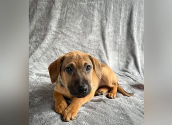 Clementine -Kleine aktive Entdeckerin sucht ihre Familie