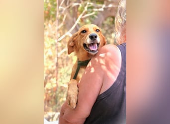 Ayla - Lebesnfrohes Hundemädchen sucht ihr Für-immer-Körbchen
