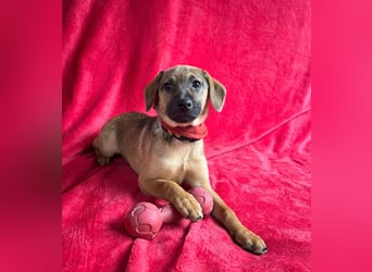 Clementine -Kleine aktive Entdeckerin sucht ihre Familie