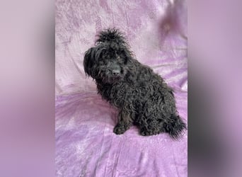 Valerie - Bezaubernde kleine Seele auf der Suche nach Geborgenheit!