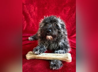 Cody - Sensibler Rüde sucht einfühlsames Zuhause  *bald in 71711 Murr*