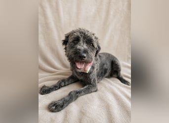 Cody - Sensibler Rüde sucht einfühlsames Zuhause